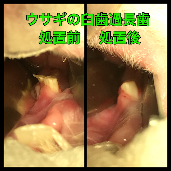 ウサギの臼歯過長歯