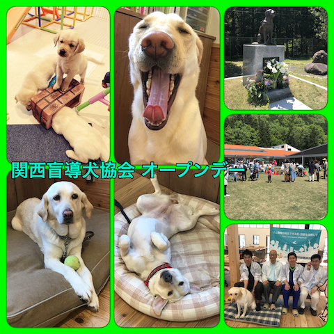 2018盲導犬協会オープンデー