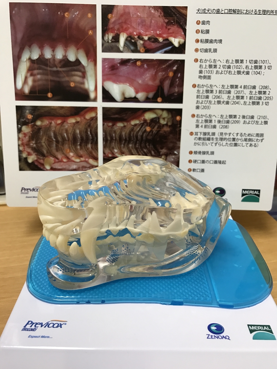 犬歯の模型