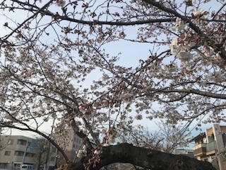 桜2020