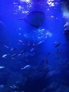 水族館20202